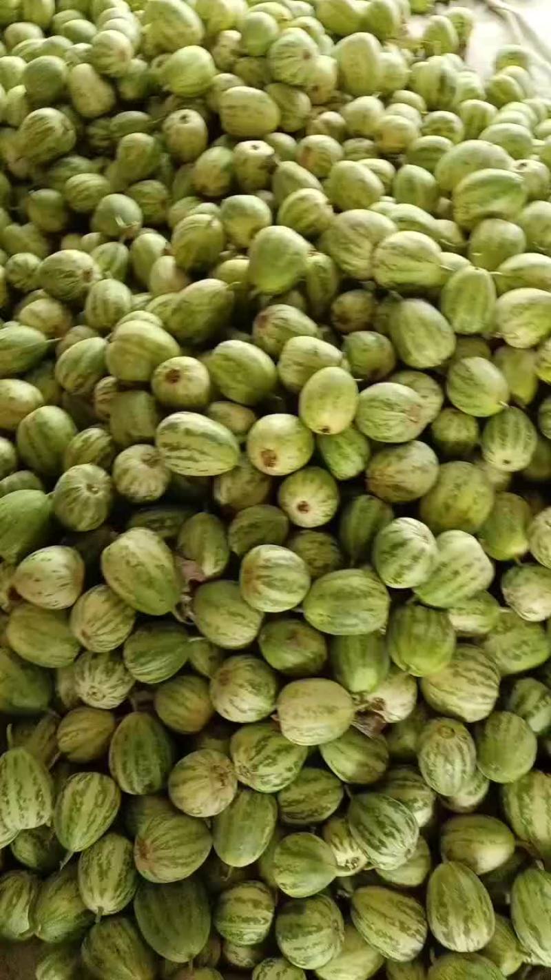 乐亭县冷棚二茬甜瓜大量上市品种齐全口感不错