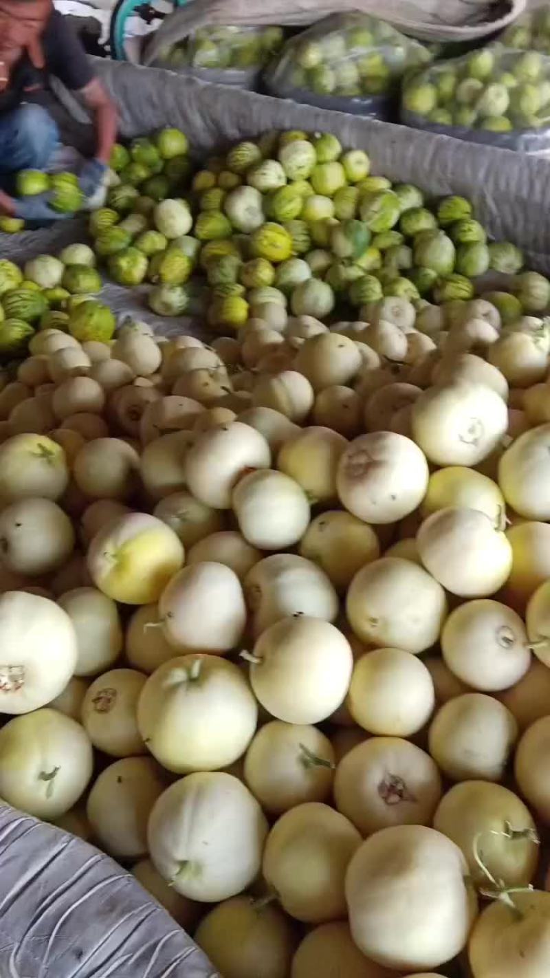 乐亭县冷棚二茬甜瓜大量上市品种齐全口感不错