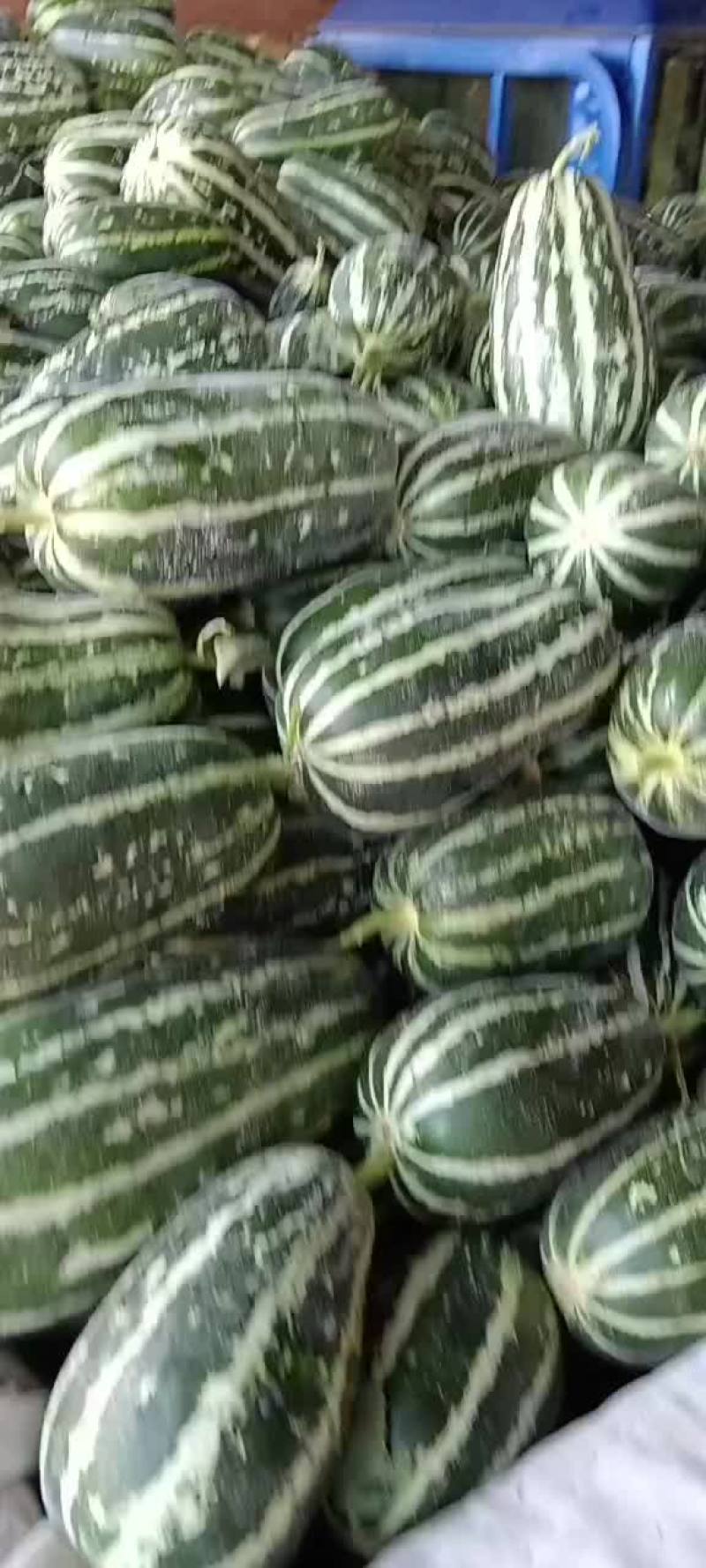 乐亭县冷棚二茬甜瓜大量上市品种齐全口感不错