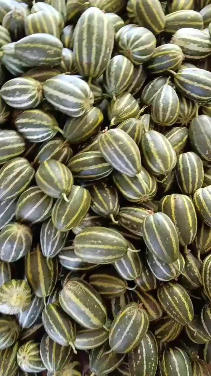 乐亭县冷棚二茬甜瓜大量上市品种齐全口感不错