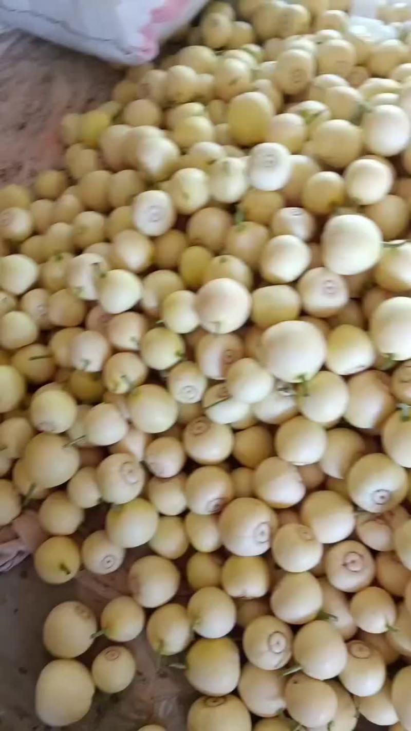 乐亭县冷棚二茬甜瓜大量上市品种齐全口感不错