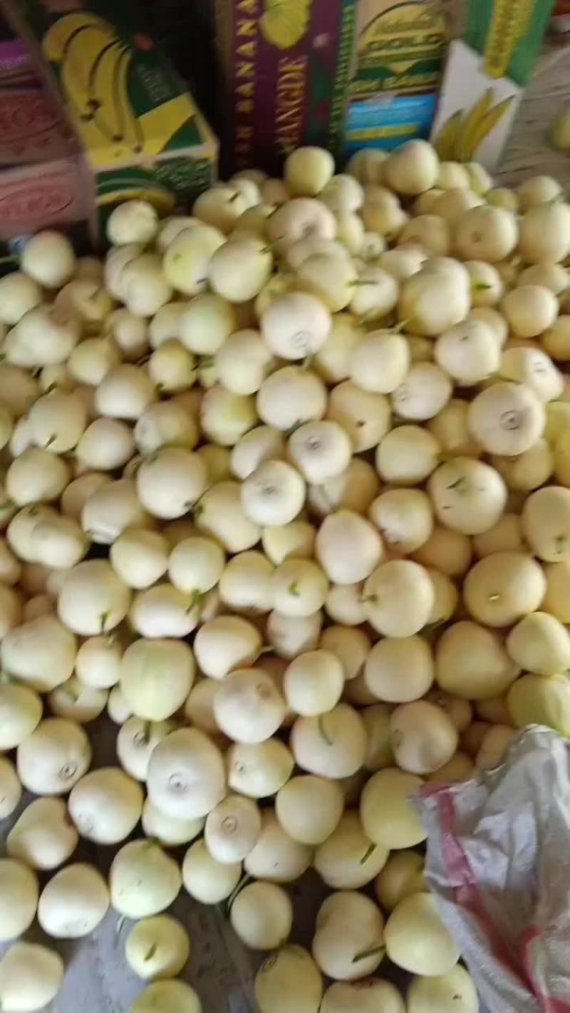 乐亭县冷棚二茬甜瓜大量上市品种齐全口感不错
