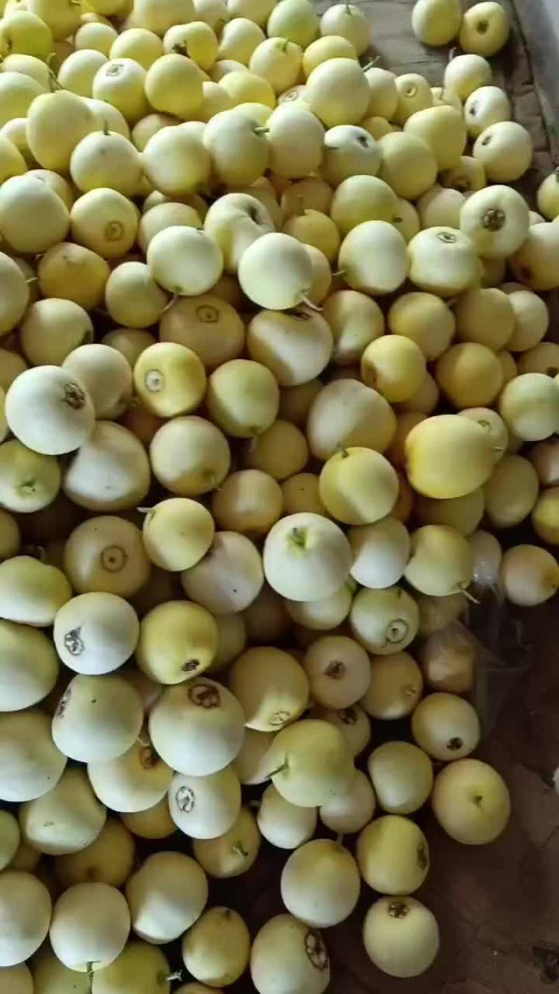 乐亭县冷棚二茬甜瓜大量上市品种齐全口感不错