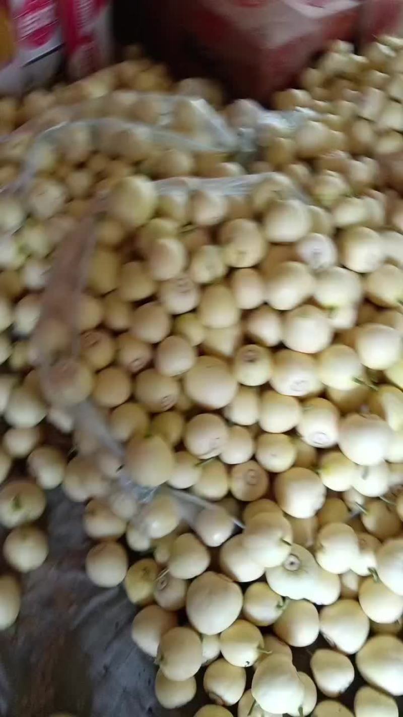 乐亭县冷棚二茬甜瓜大量上市品种齐全口感不错