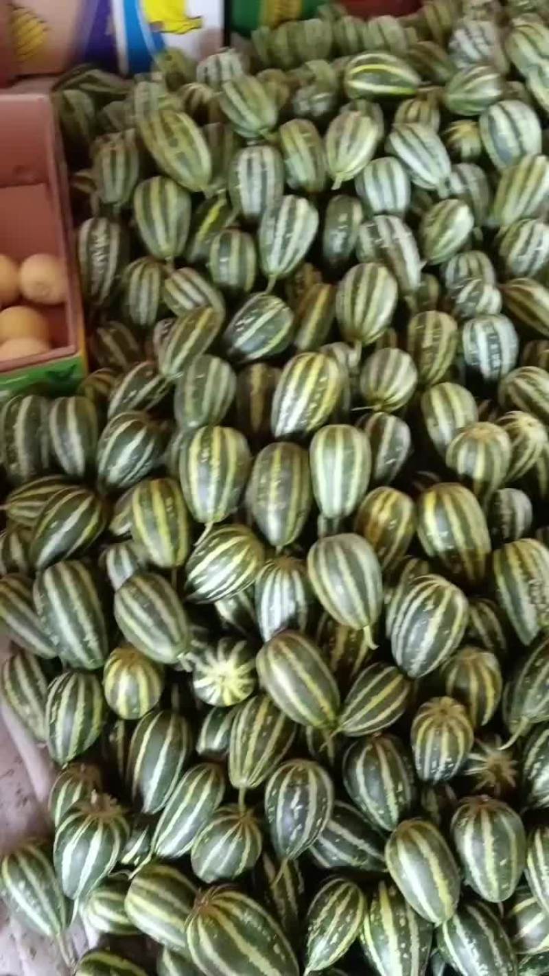 乐亭县冷棚二茬甜瓜大量上市品种齐全口感不错