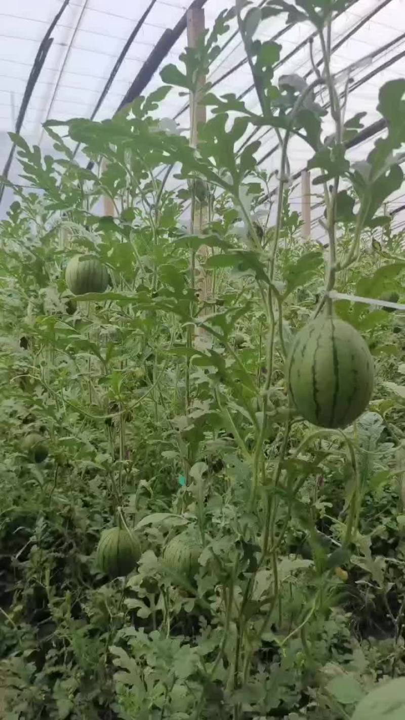 小掉西瓜，二茬