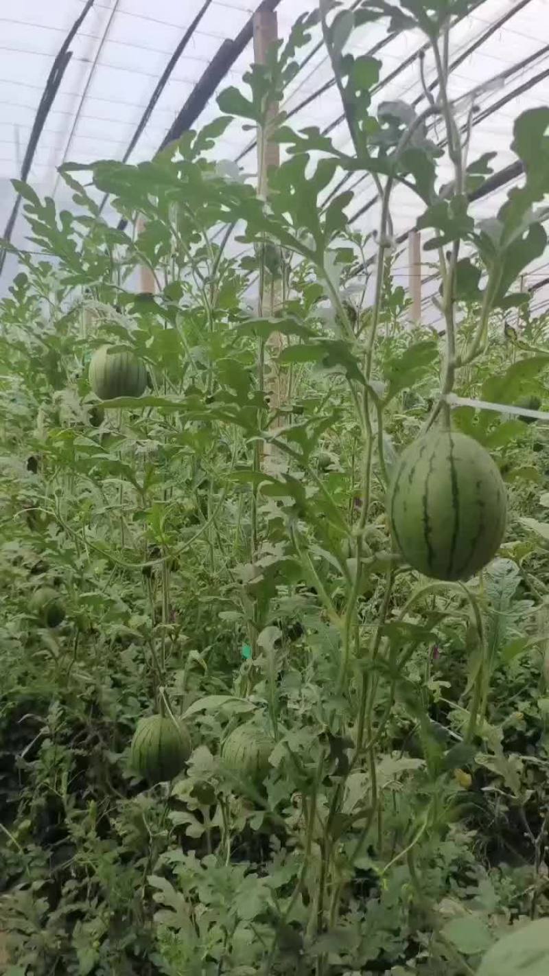 小掉西瓜，二茬