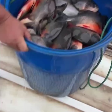爆口食人红鲳，价格便宜，质量保证
