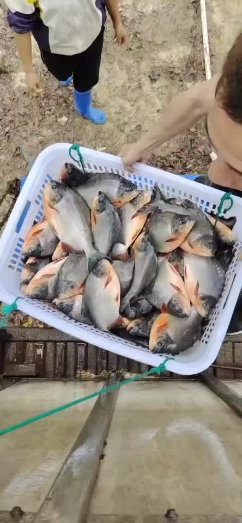 爆口食人红鲳，价格便宜，质量保证