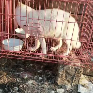 白狐宠物狐狸性格温顺吃蔬菜水果狗粮火腿肠肉等
