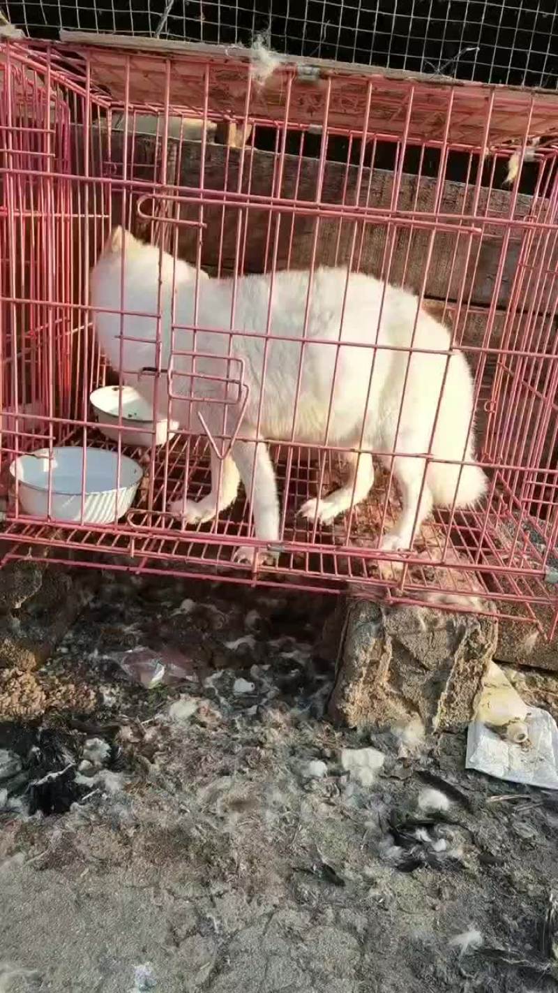 白狐宠物狐狸性格温顺吃蔬菜水果狗粮火腿肠肉等
