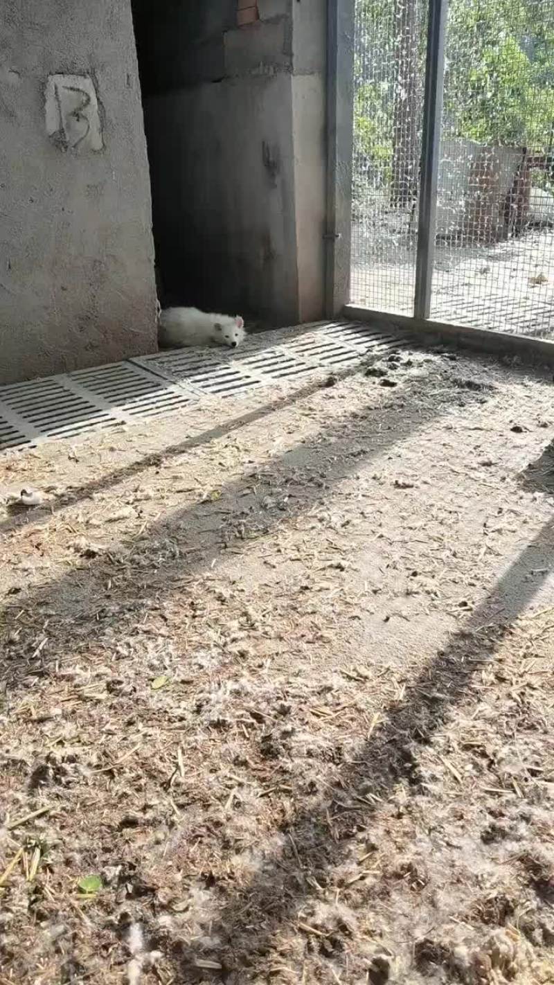 白狐宠物狐狸性格温顺吃蔬菜水果狗粮火腿肠肉等