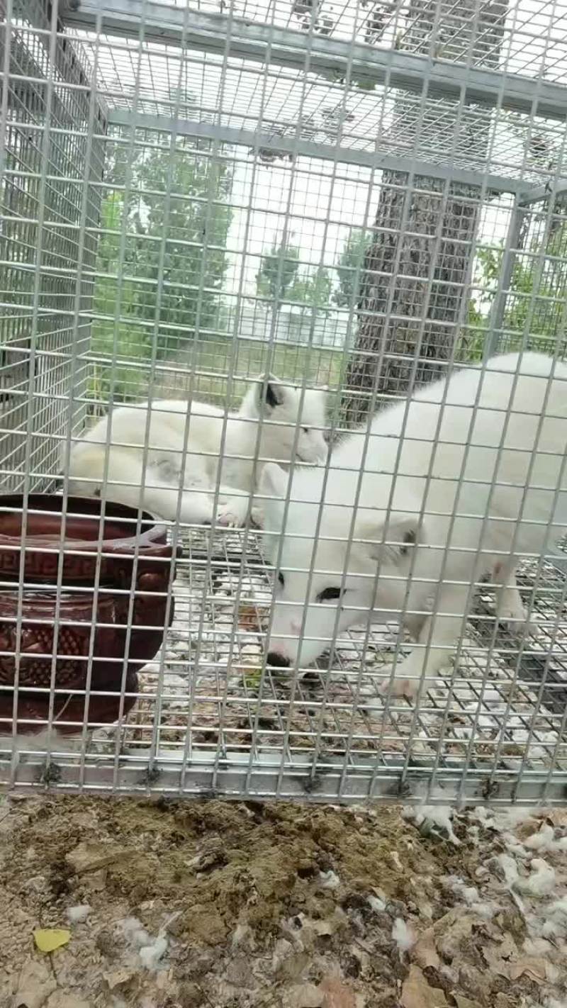 白狐宠物狐狸没有杂毛浑身雪白性格温顺