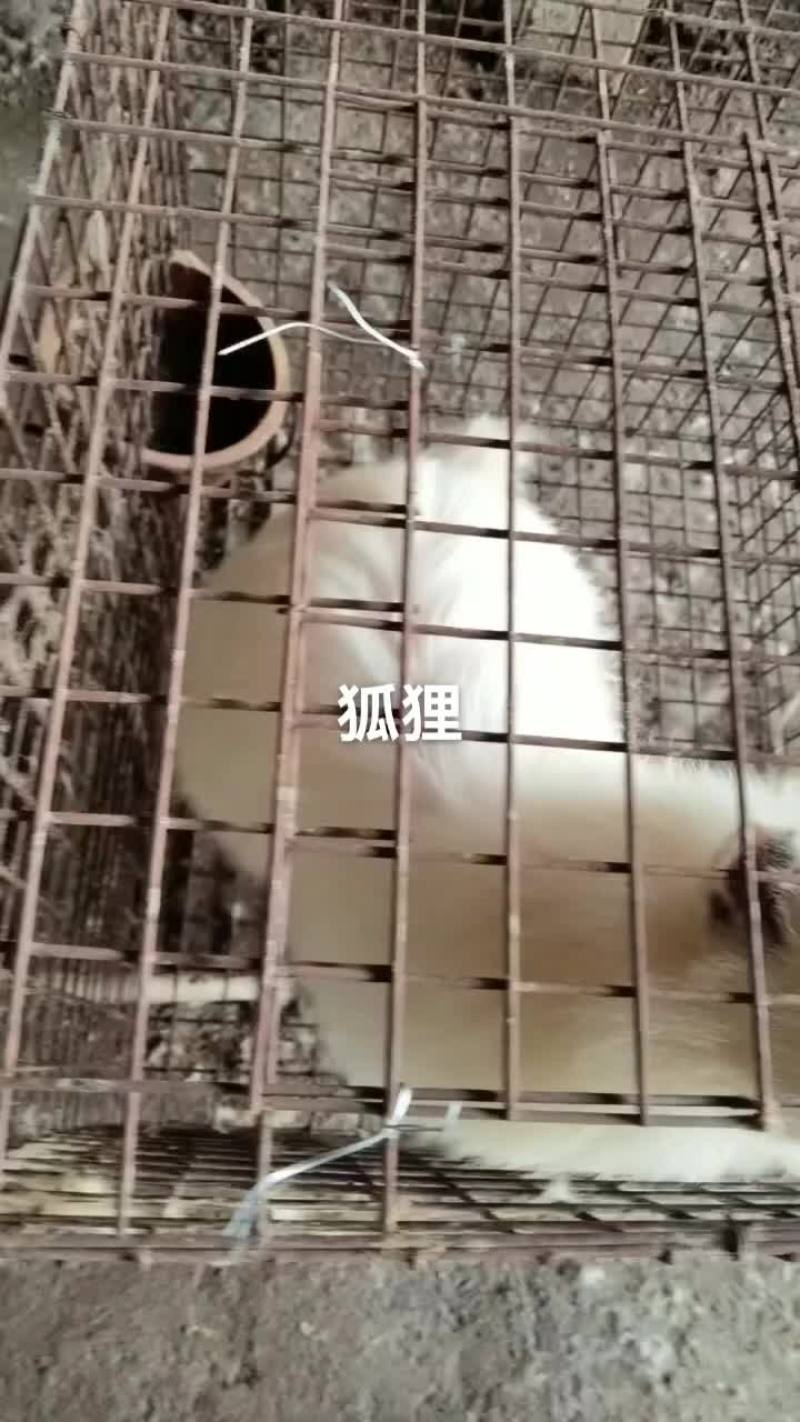 白狐宠物狐狸没有杂毛浑身雪白性格温顺