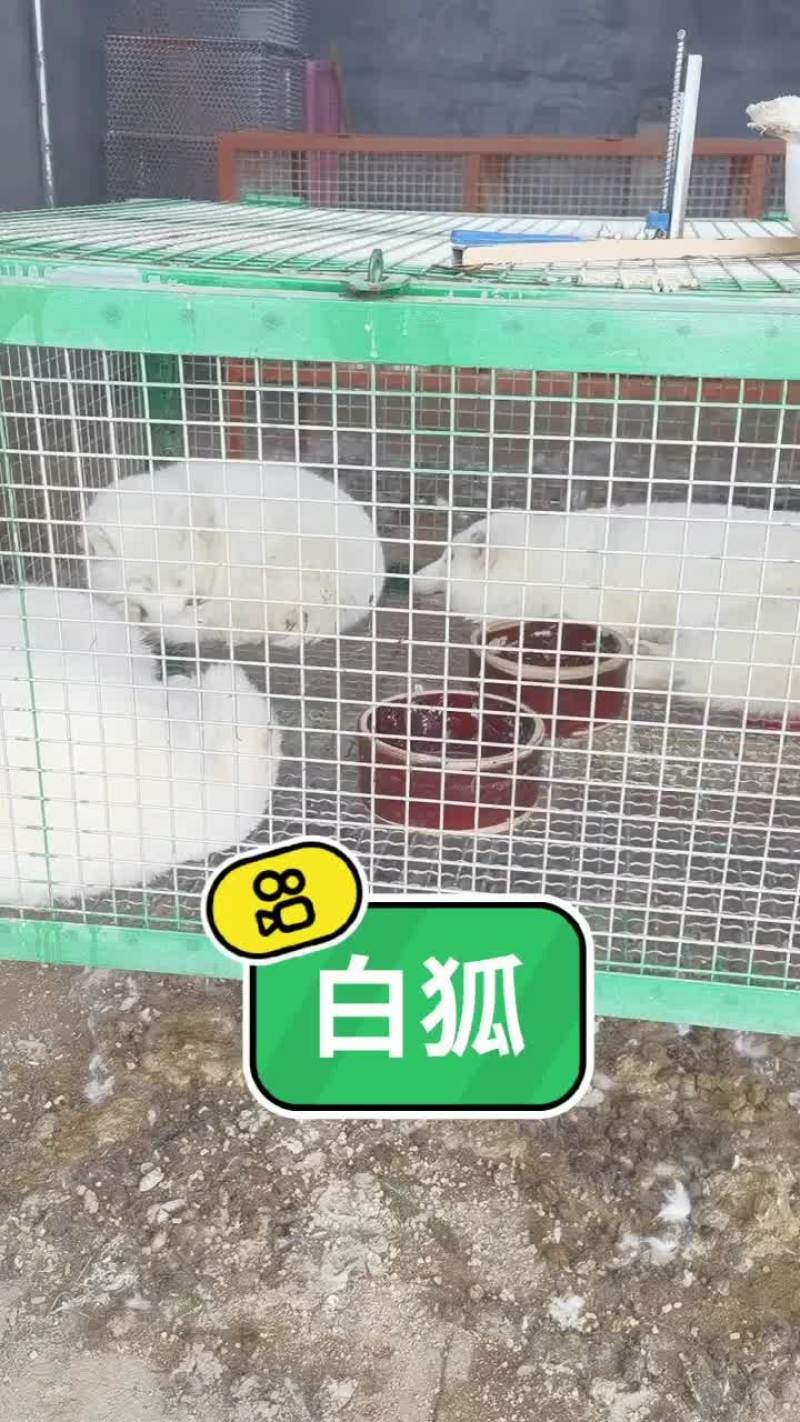 白狐宠物狐狸没有杂毛浑身雪白性格温顺