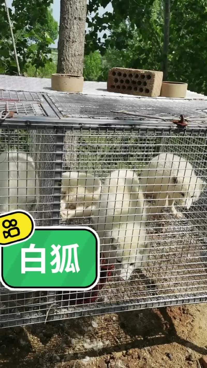 白狐宠物狐狸没有杂毛浑身雪白性格温顺