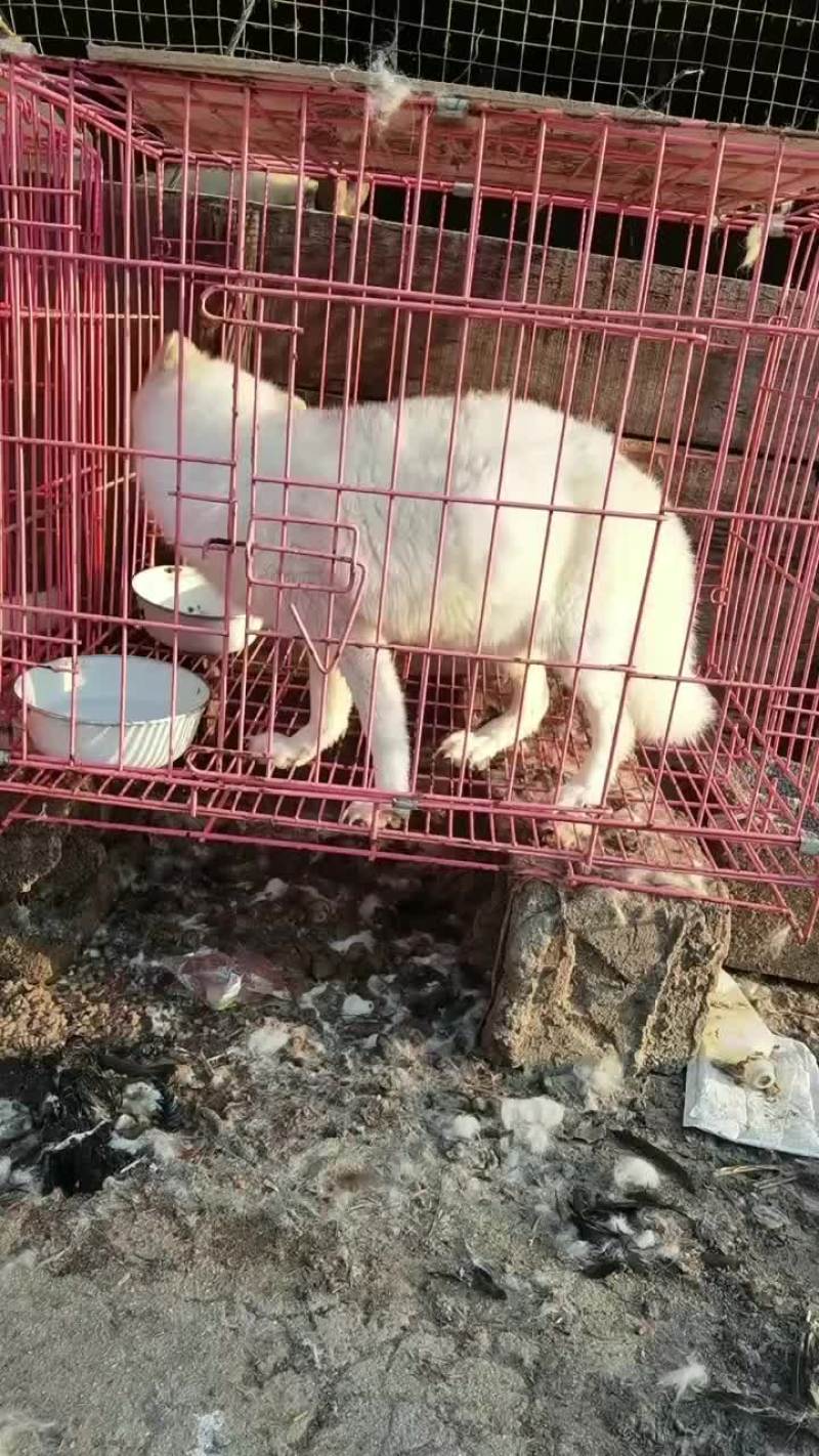 白狐宠物狐狸没有杂毛浑身雪白性格温顺