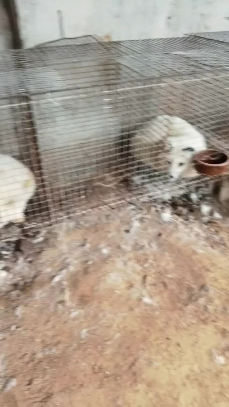 白狐宠物狐狸没有杂毛浑身雪白性格温顺