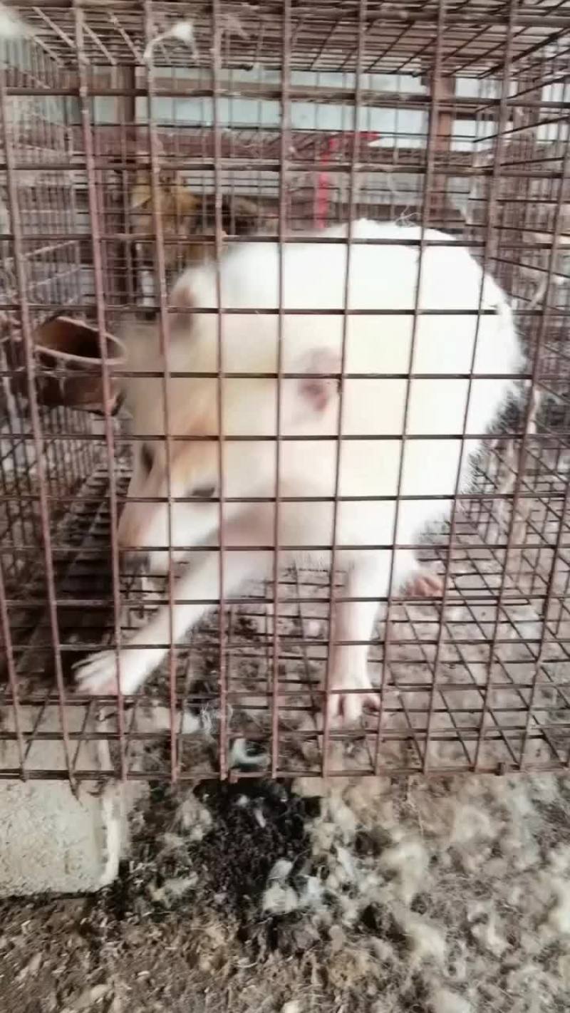 白狐宠物狐狸没有杂毛浑身雪白性格温顺