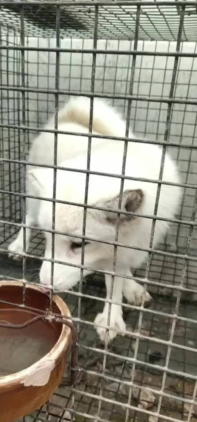 白狐宠物狐狸没有杂毛浑身雪白性格温顺