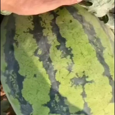 新疆吐鲁番西瓜