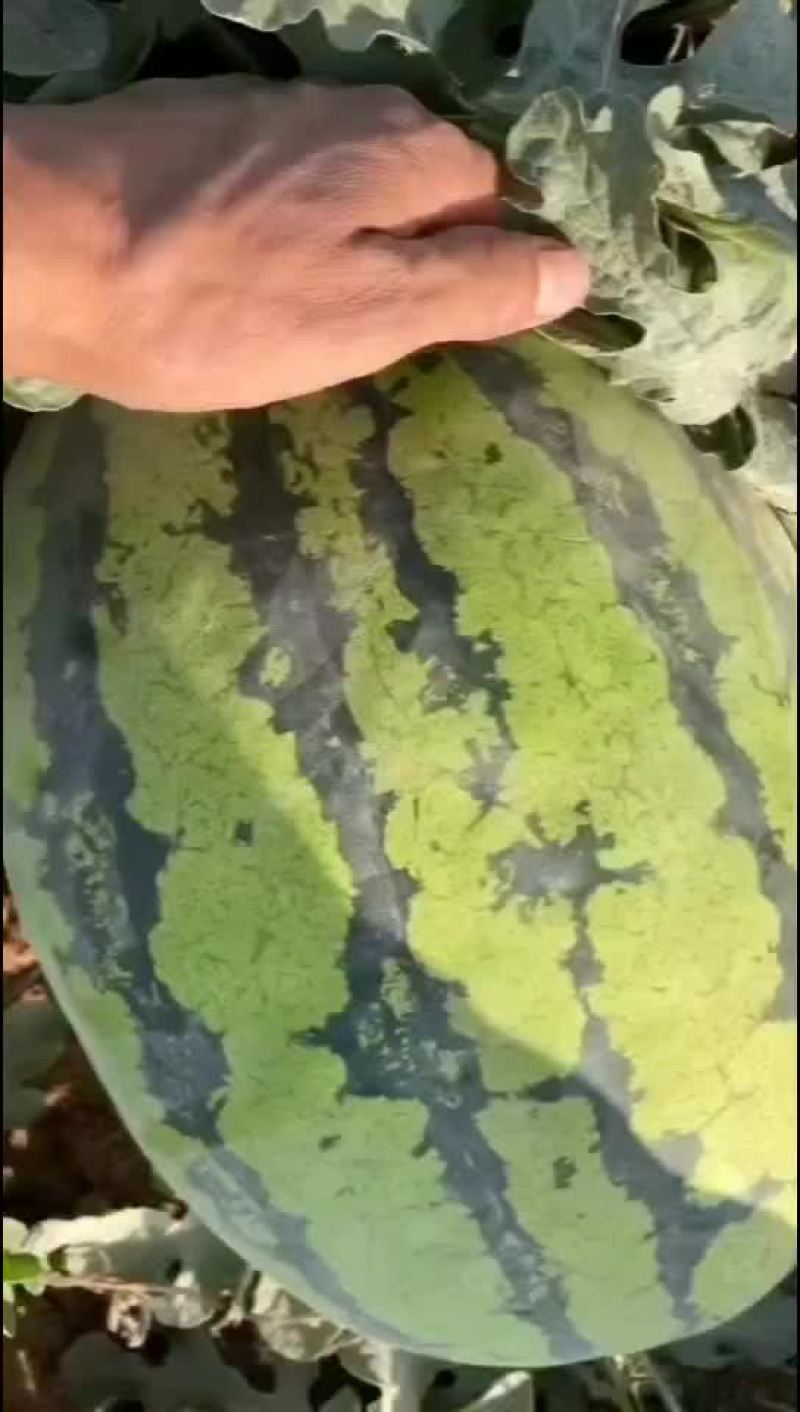 新疆吐鲁番西瓜