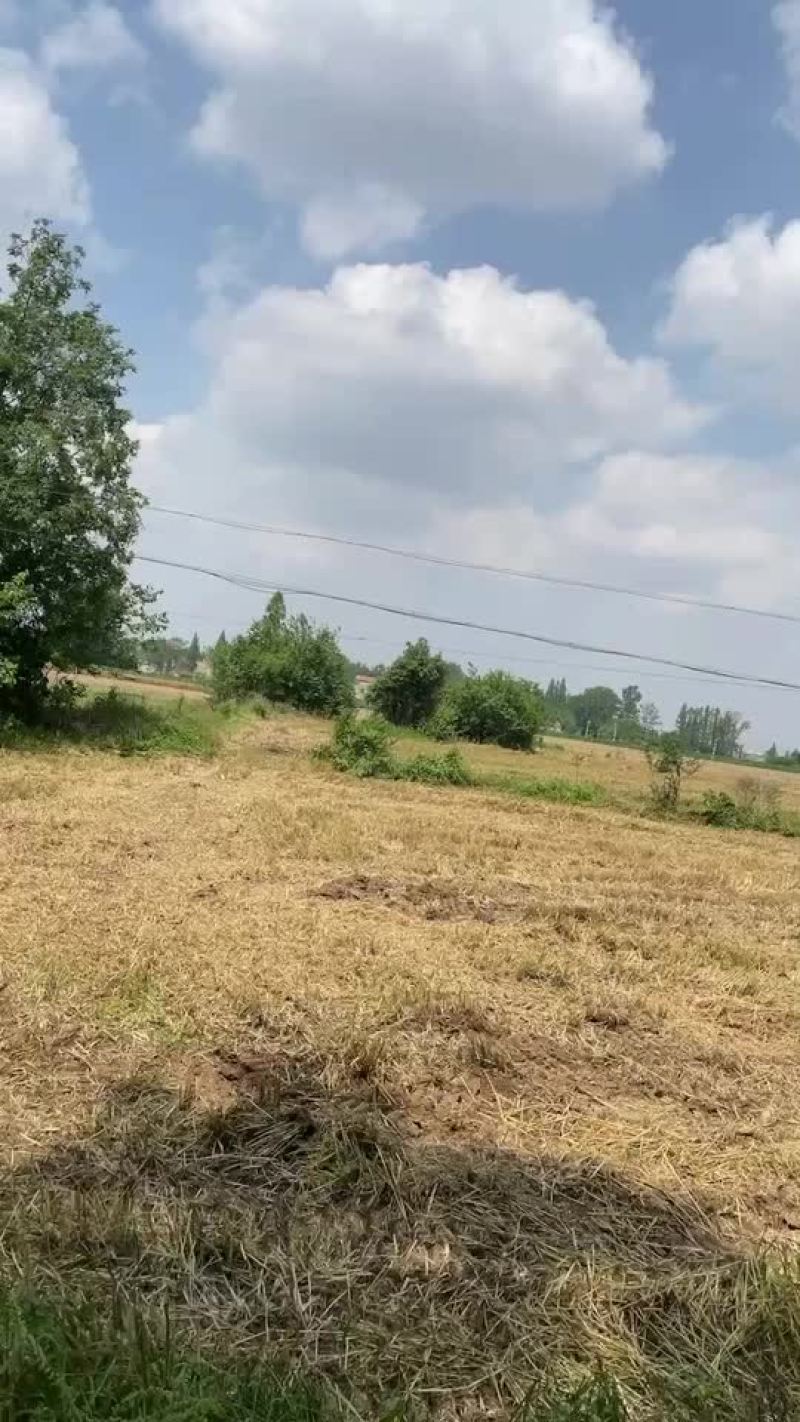湖北小麦