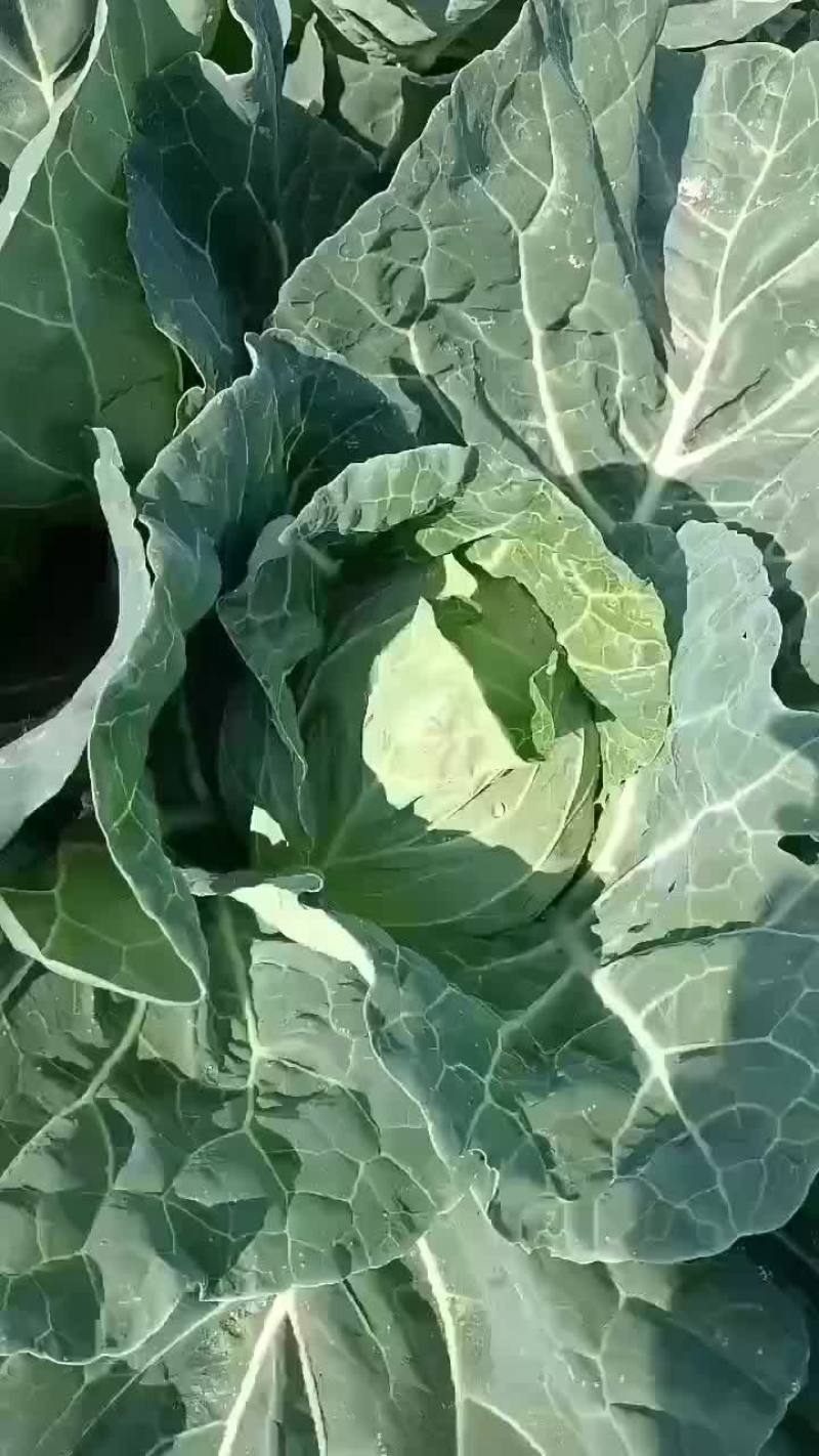 甘蓝