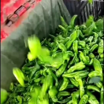 精品川椒苏椒