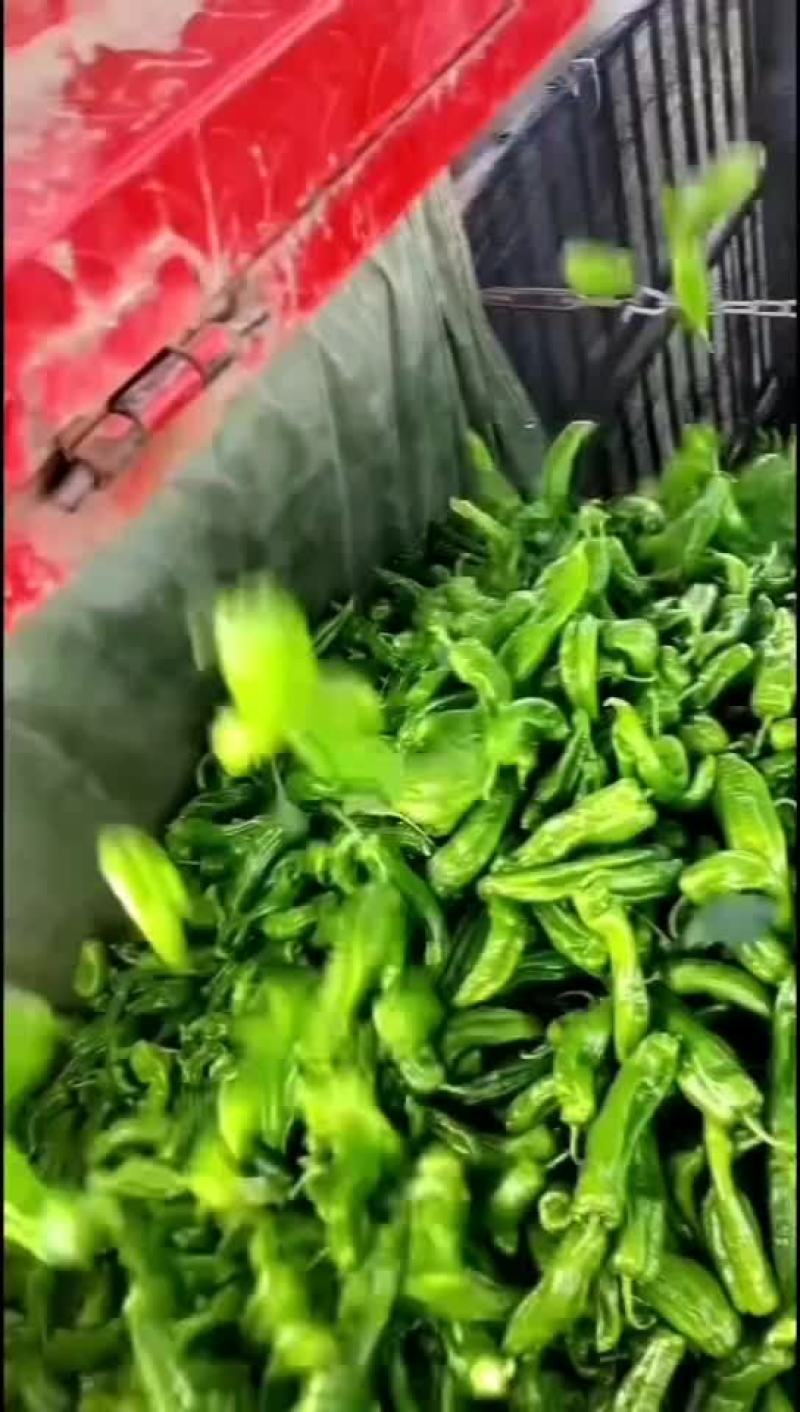 精品川椒苏椒