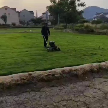 浙江宁波叶子草坪基地