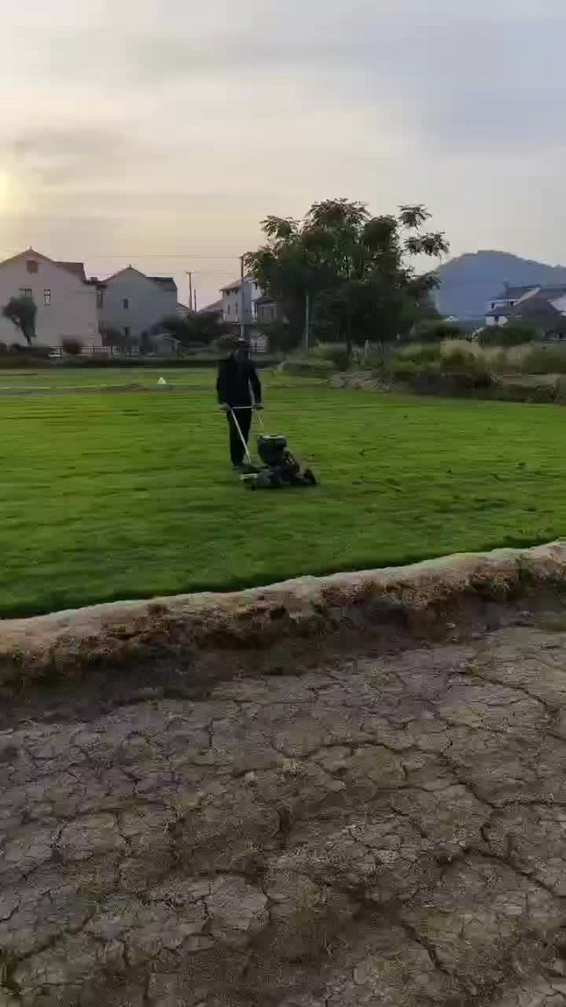 浙江宁波叶子草坪基地