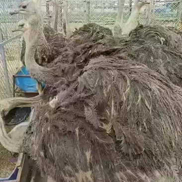 精品纯种婆罗门种鸡，种苗，种蛋出手，假一罚十