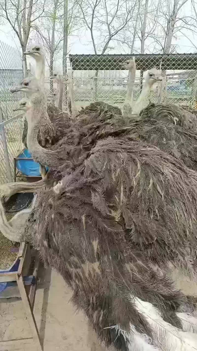 精品纯种婆罗门种鸡，种苗，种蛋出手，假一罚十