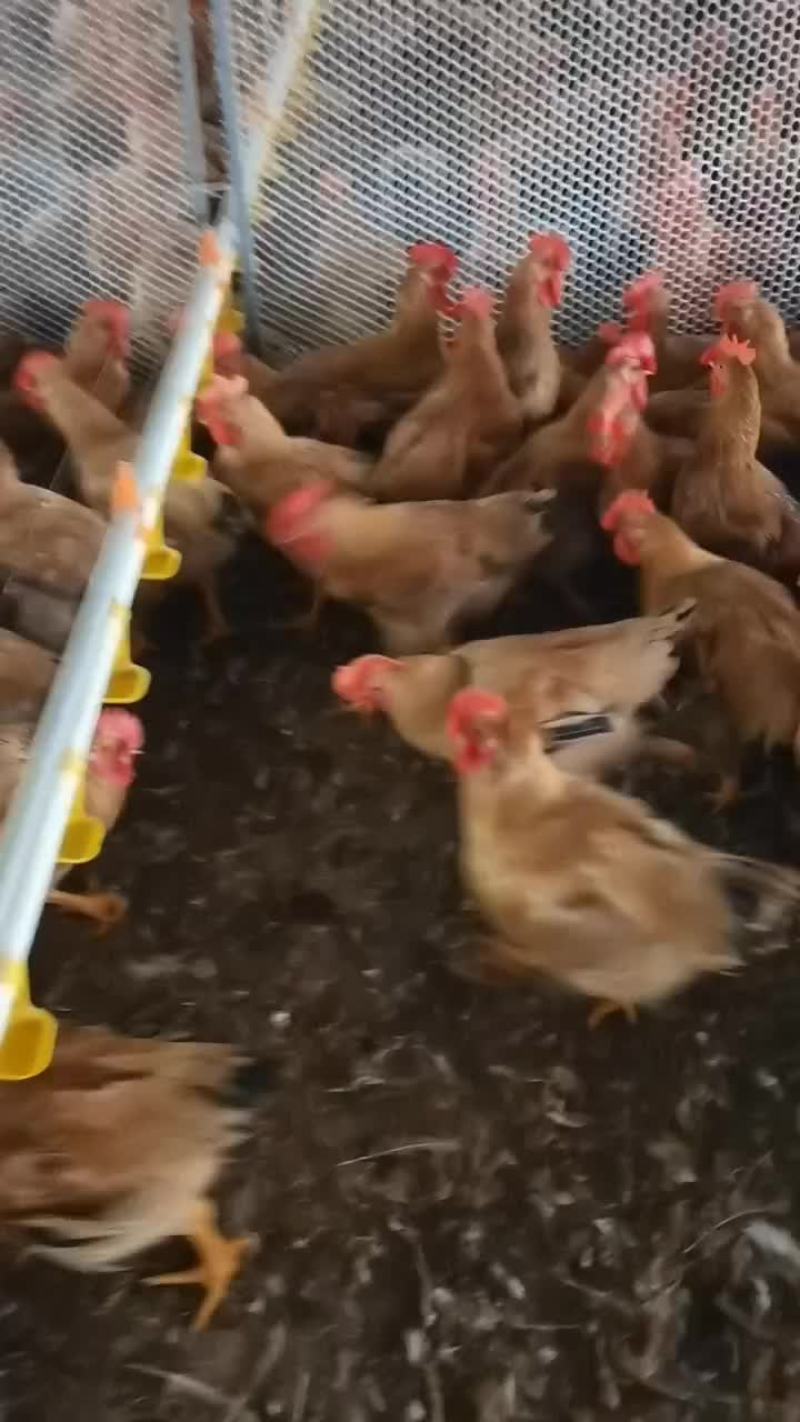 肉鸡
