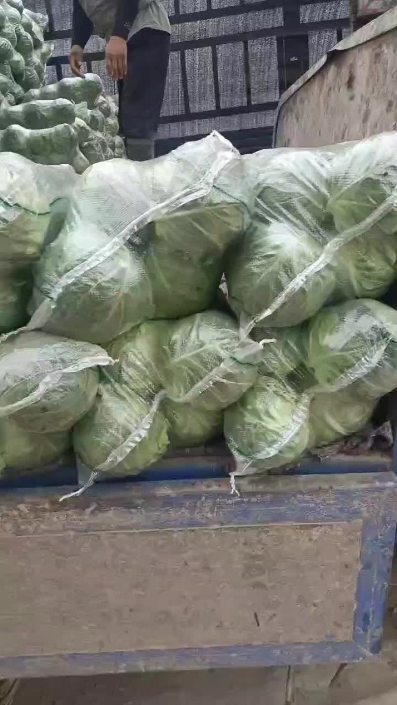 大型甘蓝农场供货，每年600亩，质量保证。农业种植公司