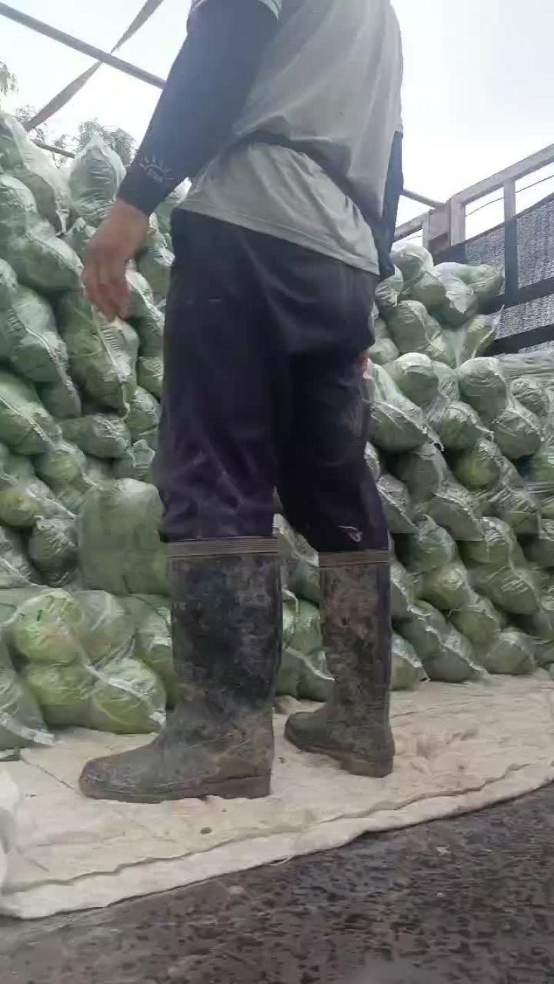 大型甘蓝农场供货，每年600亩，质量保证。农业种植公司