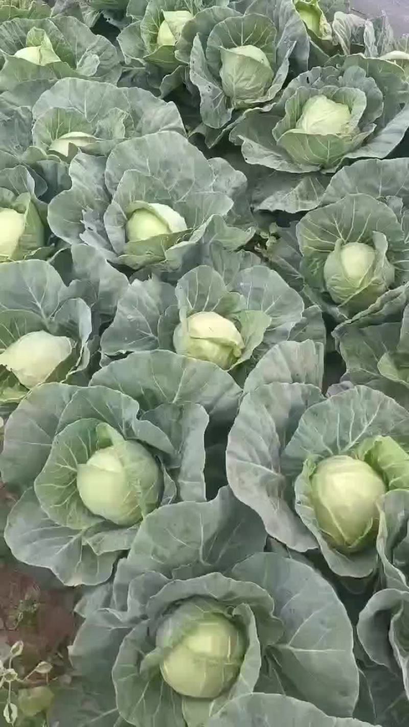大型甘蓝农场供货，每年600亩，质量保证。农业种植公司