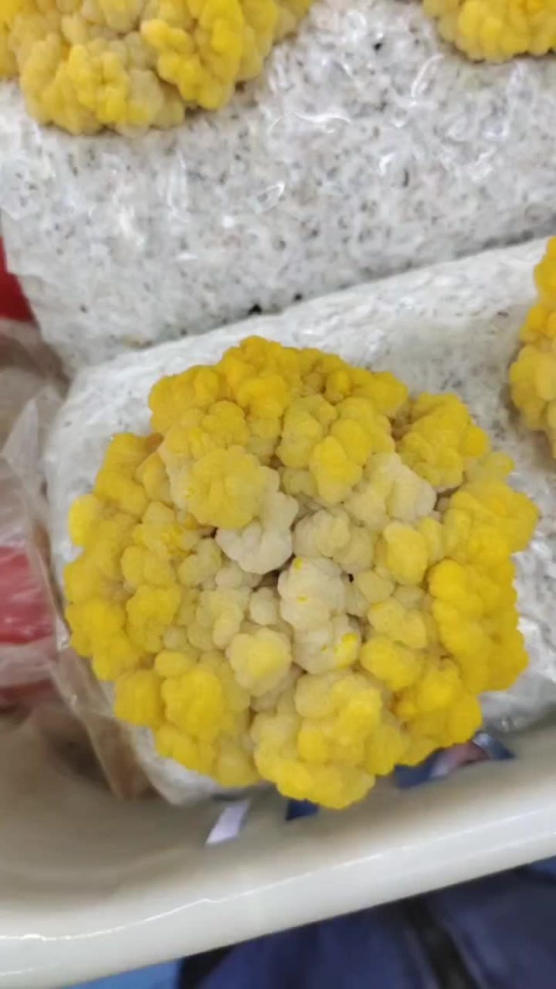 金耳
