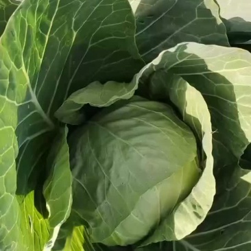 甘蓝精品一级、大量有货