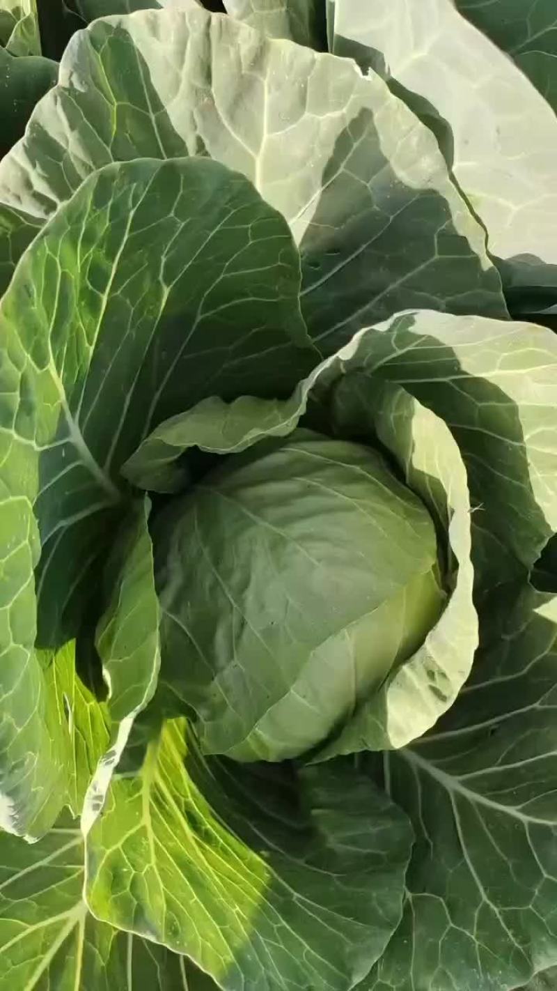 甘蓝精品一级、大量有货