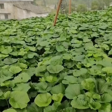 云南省昭通威信山葵