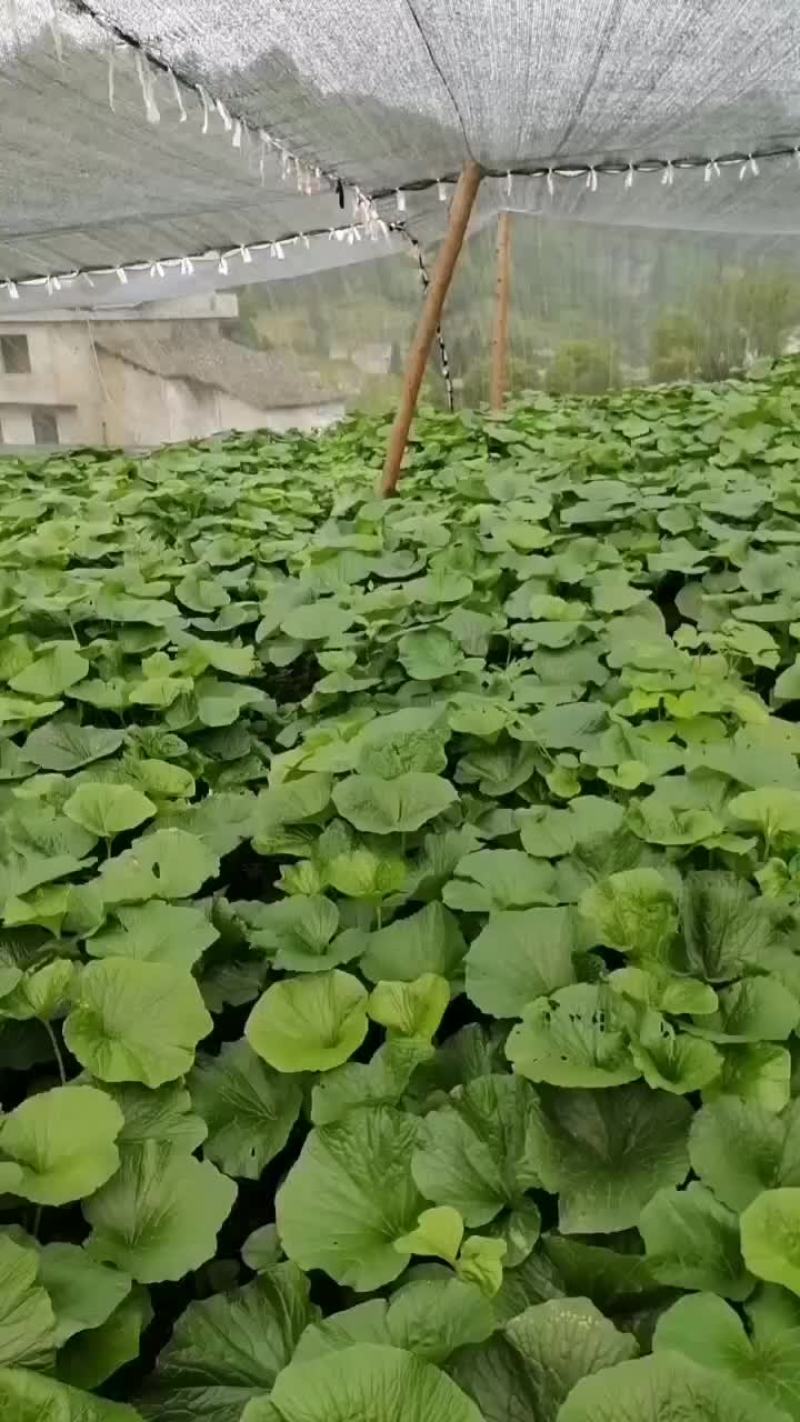 云南省昭通威信山葵