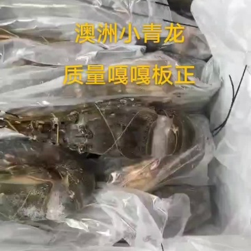 澳洲小青龙