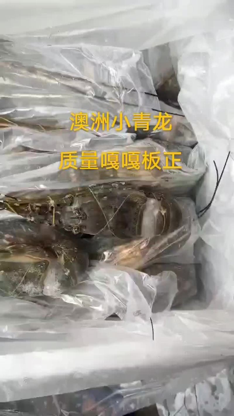 澳洲小青龙