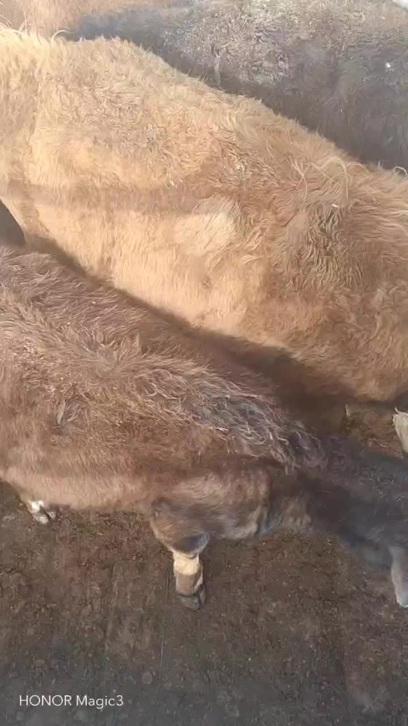 河北张家口草皮小公牛活牛质量保障量大从优欢迎订购