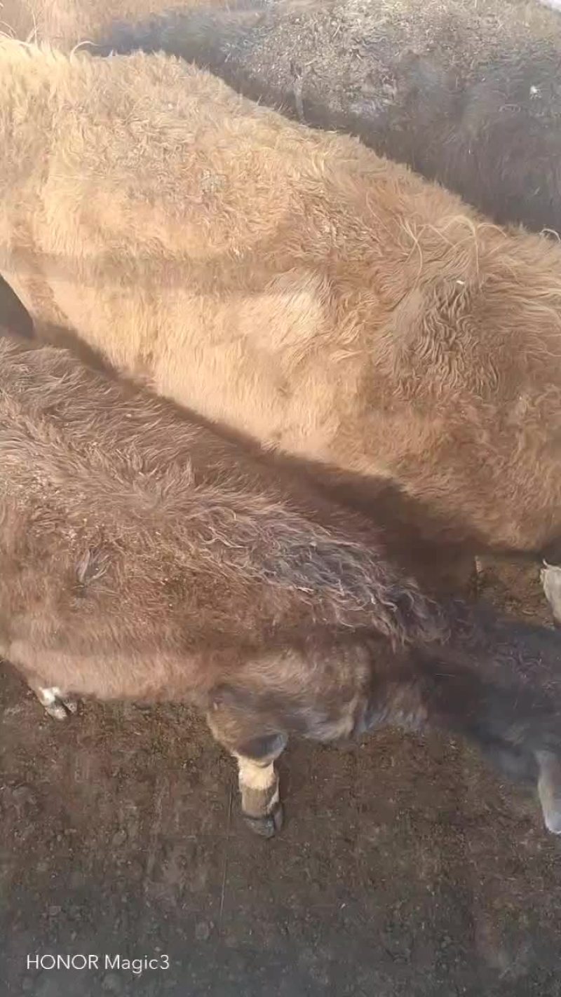 河北张家口草皮小公牛活牛质量保障量大从优欢迎订购