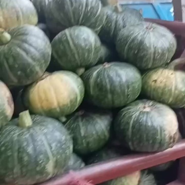 板栗南瓜大量供应