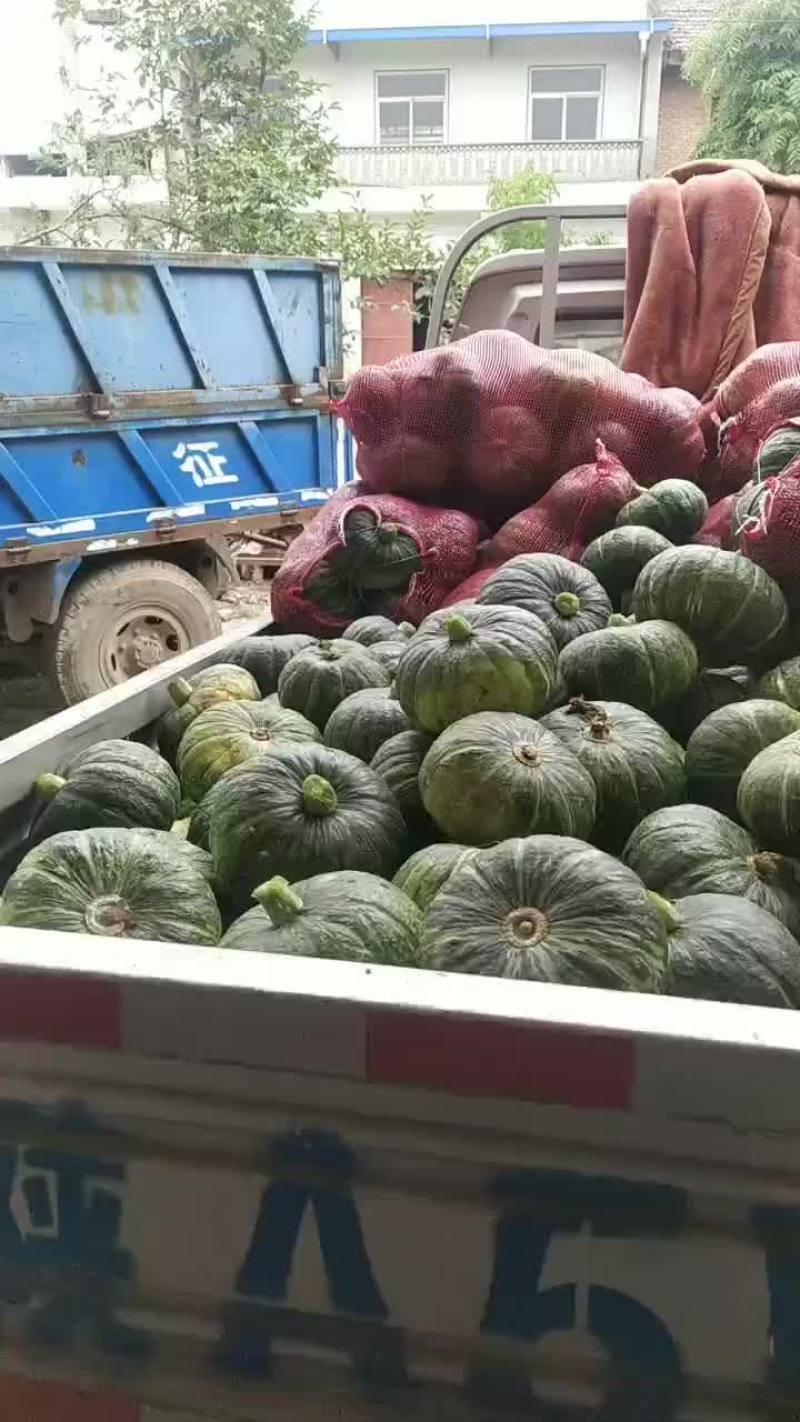 板栗南瓜大量供应