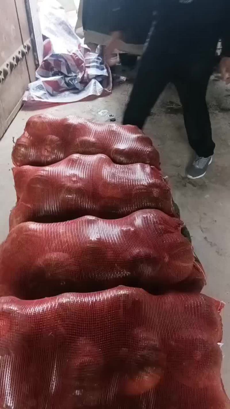 板栗南瓜大量供应